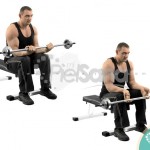 Curl de muñeca con barra sentado (Seated Barbell Wrist Curl)